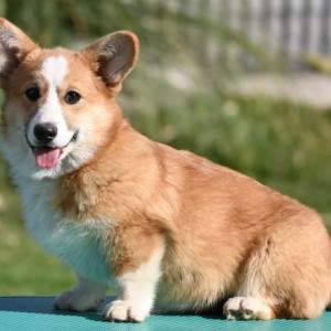 Velski korgi/Welsh Corgi Pembroke