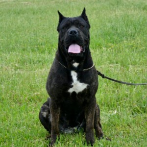 Cane Corso Kane Korso rezervacije