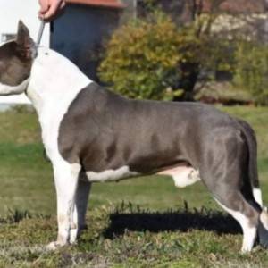 Američki staford terijer prelepi štenci