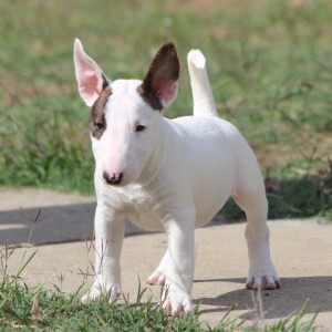 Mini Bull Terijer prelepi štenci