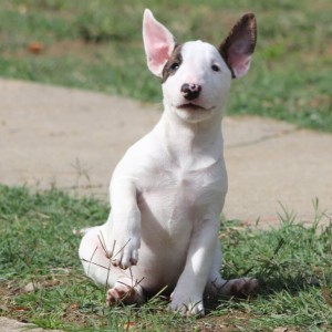 Mini Bull Terijer prelepi štenci