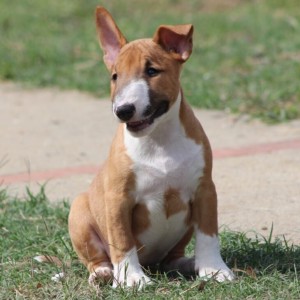 Mini Bull Terijer prelepi štenci