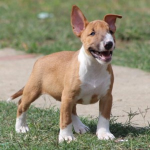 Mini Bull Terijer prelepi štenci