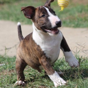 Mini Bull Terijer prelepi štenci