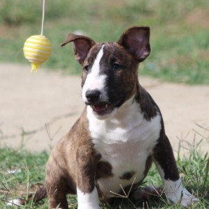 Mini Bull Terijer prelepi štenci
