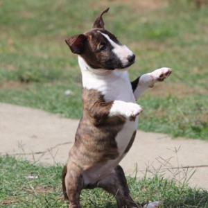 Mini Bull Terijer prelepi štenci