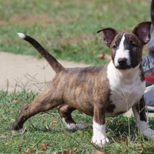 Mini Bull Terijer prelepi štenci