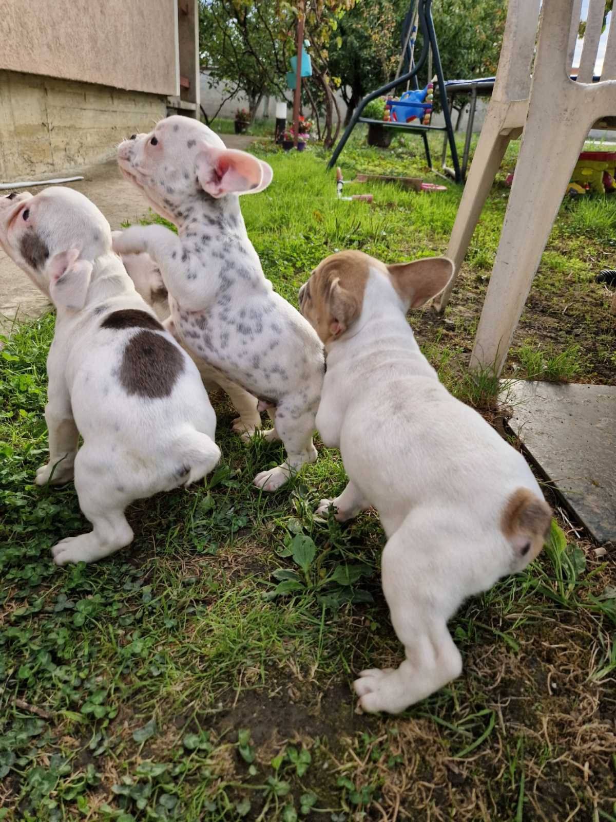 Francuski Buldog PRELEPI štenci