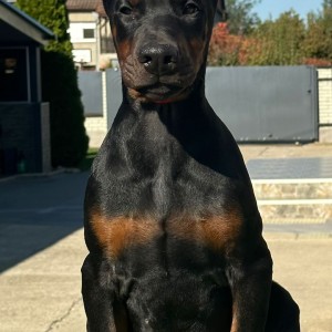 Doberman stenci