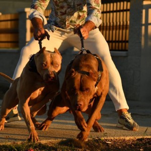 Američki Buli American Bully štenci