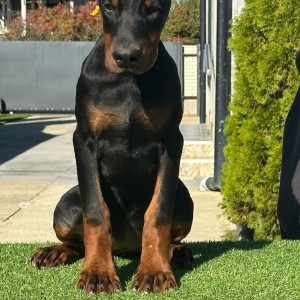 Doberman stenci