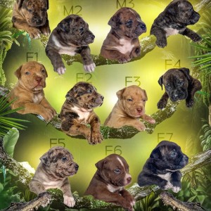 Američki Buli American Bully štenci
