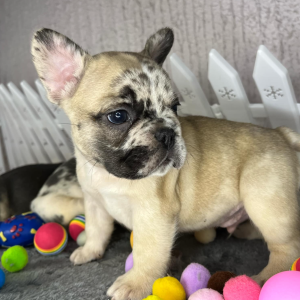Francuski buldog štenci