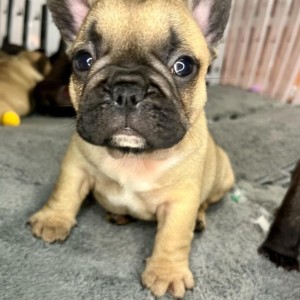 Francuski Buldog vrhunski štenci