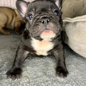 Francuski Buldog vrhunski štenci