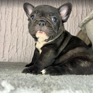 Francuski Buldog vrhunski štenci