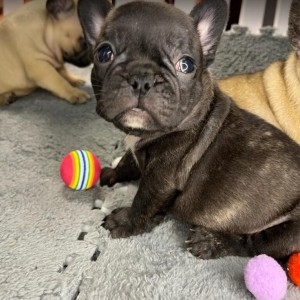 Francuski Buldog vrhunski štenci