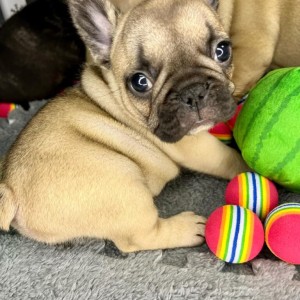 Francuski Buldog vrhunski štenci