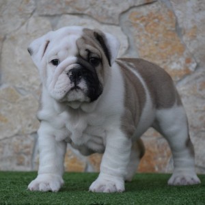 Engleski buldog-parenje
