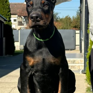 Doberman stenci