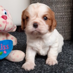 CAVALIER KING CHARLES ŠPANIEL štenci, moguća dostava, pomoć u odgoju i školovanju