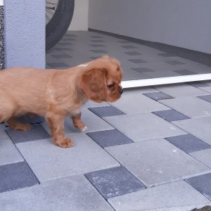 CAVALIER KING CHARLES ŠPANIEL štenci, moguća dostava, pomoć u odgoju i školovanju
