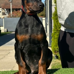Doberman stenci