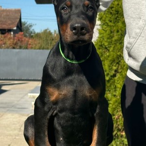 Doberman stenci