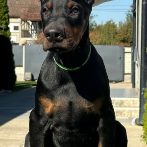 Doberman stenci