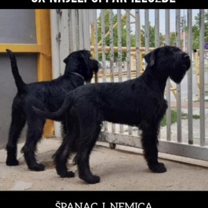 Veliki Crni Snaucer stenci
