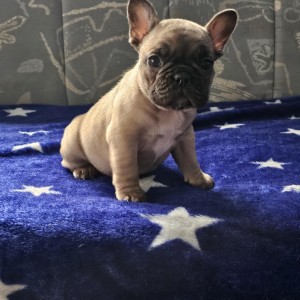 Francuski buldog štenci