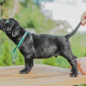 Cane Corso štenci