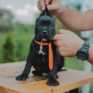 Cane Corso štenci