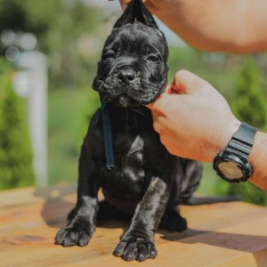 Cane Corso štenci