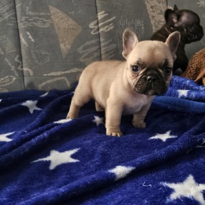 Francuski buldog štenci