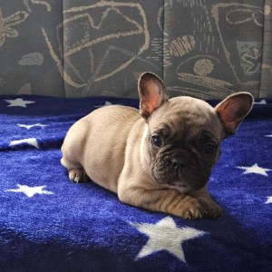 Francuski buldog štenci
