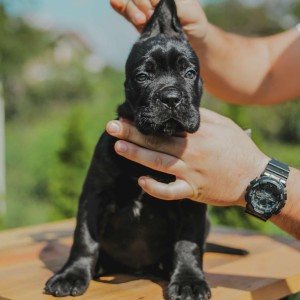 Cane Corso štenci