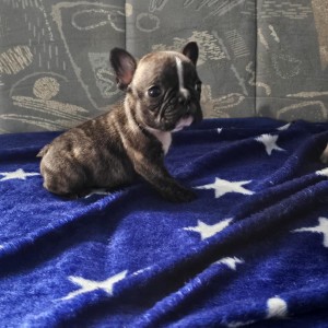 Francuski buldog štenci