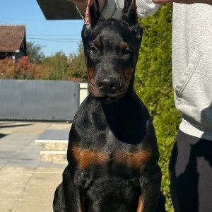Doberman stenci