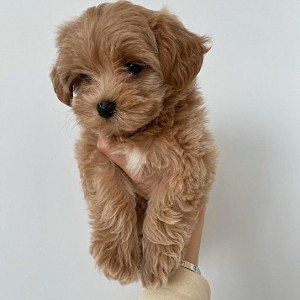 Prekrasni MALTIPOO štenci
