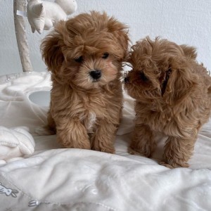 Prekrasni MALTIPOO štenci