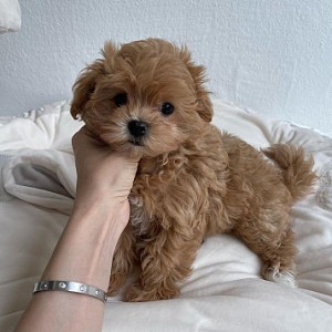 Prekrasni MALTIPOO štenci