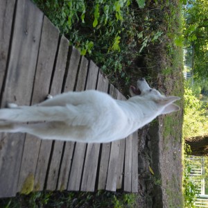 Bijeli švicarski ovčar, MUŠKO štene- kratkodlako