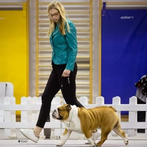 Engleski buldog-parenje