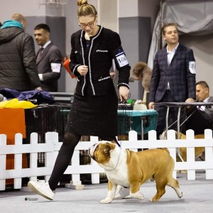 Engleski buldog-parenje