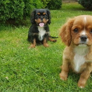 CAVALIER KING CHARLES ŠPANIEL štenci, moguća dostava, pomoć u odgoju i školovanju