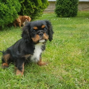 CAVALIER KING CHARLES ŠPANIEL štenci, moguća dostava, pomoć u odgoju i školovanju