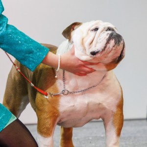 Engleski buldog-parenje