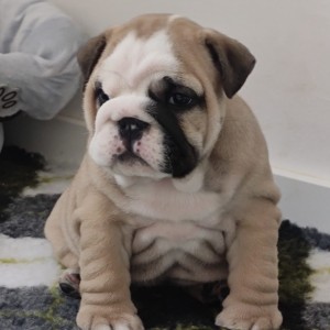 Engleski buldog-parenje