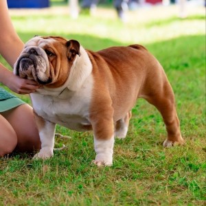Engleski buldog-parenje